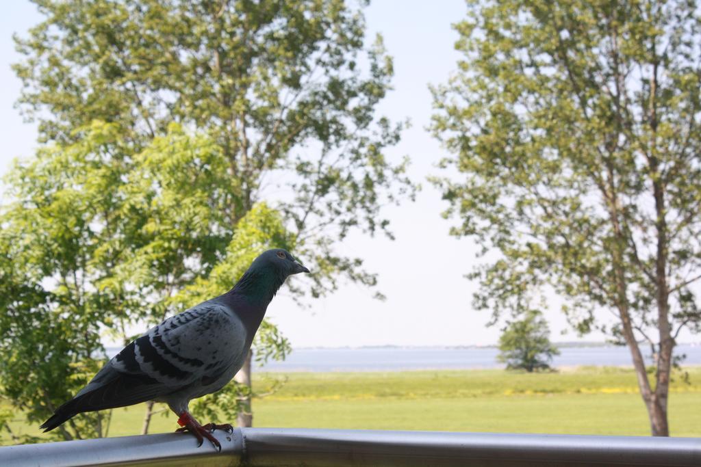 Vakantiehuis Boer Theun Bed and Breakfast Delfstrahuizen Buitenkant foto